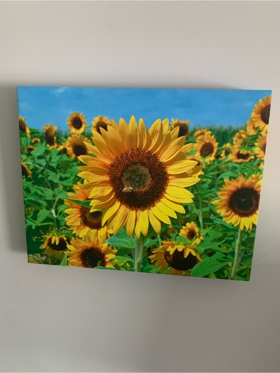 Sunflower Field Canvas Wall Art - Bright Yellow & Green